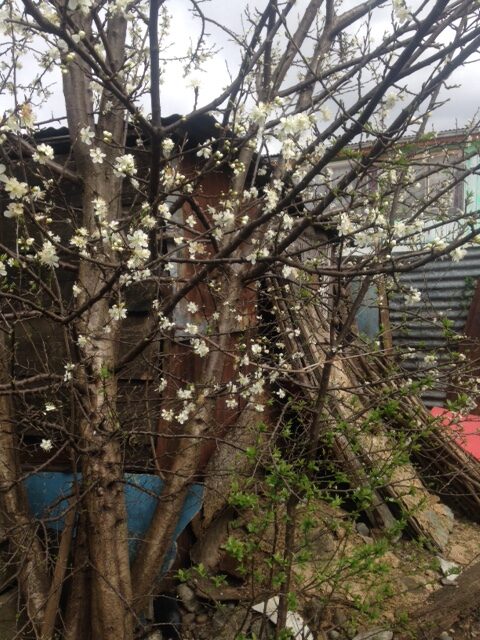 Cinco poemas de Pedro Tapia León