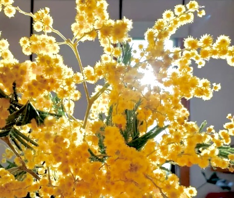 «Aromos» por Jonnathan Opazo