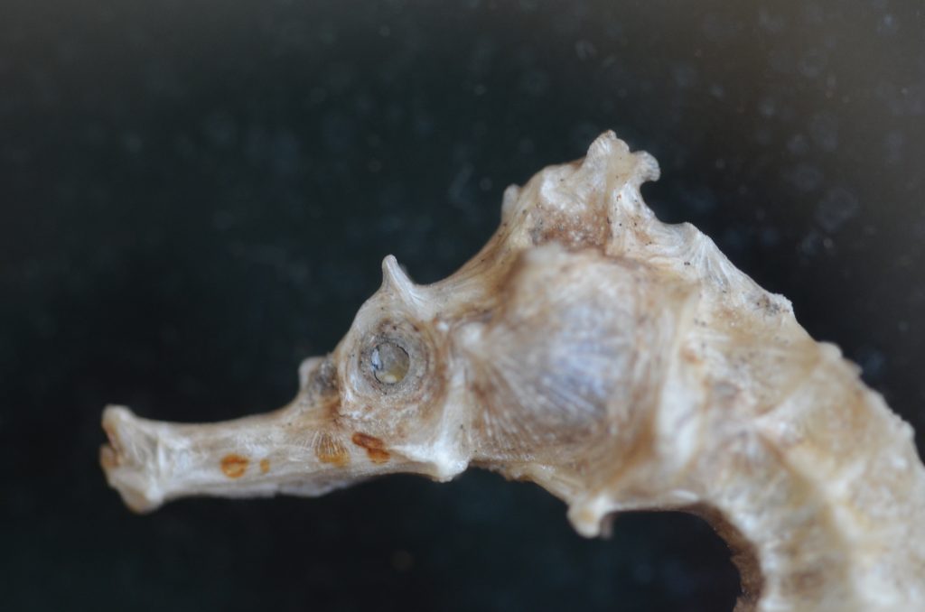 “Estamos a tres cuerpos de la recta final”: apuntes sobre Polifonía de una carrera de Karo Castro por Catherina Campillay